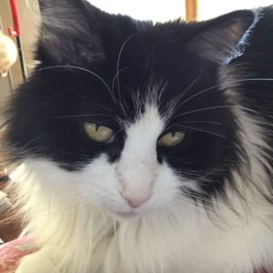 Meet your Posher, Samuel